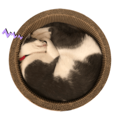 Ringo_20210310214923