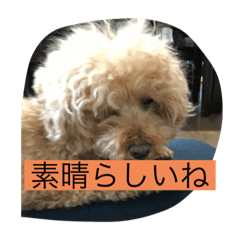 Ace_20210310204716