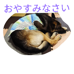 ジャーマンシェパードのタイヨウ Line スタンプ Line Store