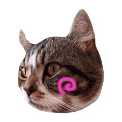 ネコのきゅっちゃん