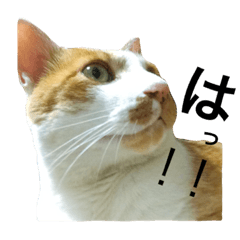 chachan