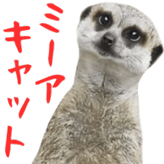 It is a photograph of the meerkat
