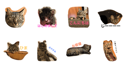 Cat  Nene