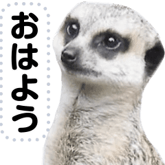 ほほえみフレンズ ミーアキャットの気持ち Line スタンプ Line Store ほほえみフレンズ ミーアキャットの気持ち Line スタンプ Line Store