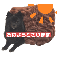 dog kurosuke