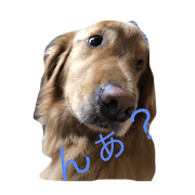 my home dog