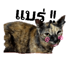 sleepy cat named mom