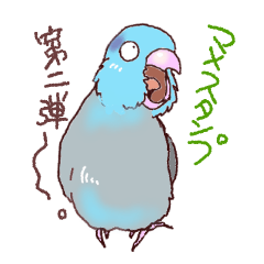 Life with cute parrotlets 2