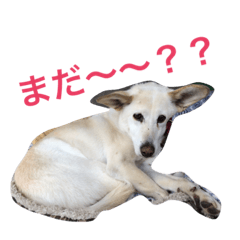 kuuchan