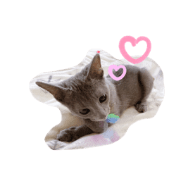 ロシアンブルー風グレー猫写真スタンプ Lineクリエイターズスタンプ Stamplist ロシアンブルー風グレー猫写真スタンプ Lineクリエイターズスタンプ Stamplist