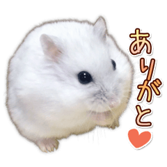 Djungarian hamster -Daifuku- Photo ver.3