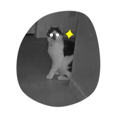 Ringo_20210311223429