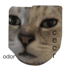 わたしの友人リリちゃんです Line スタンプ Line Store わたしの友人リリちゃんです Line スタンプ Line Store