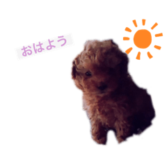 maple_20210311215724