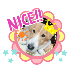 happy maron dog