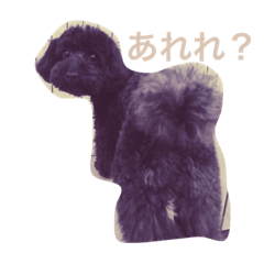 Black Toy Poodle Sepia