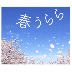 お花見スタンプで想いを伝えよう Line スタンプ Line Store