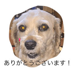 Dog ,UME_CHAN