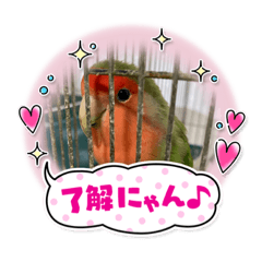 pet(bird)