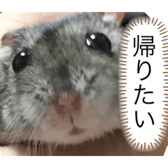 Suzu_20210312010851