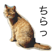 Stray cat SATSUKI