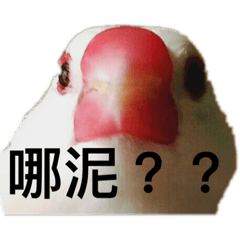 兩隻白文