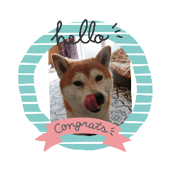 shiba_20210312132532