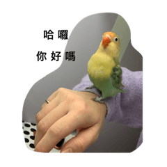 Lovebird Bibo1