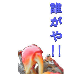 Crab to Tsukkomi-BIG