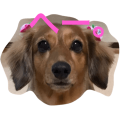 uchino_rinchan