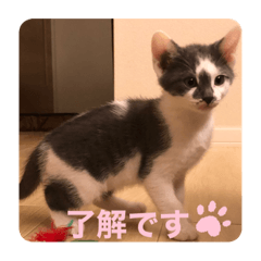 Ringo_20210312212541