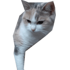 リモートワーク中の猫会話