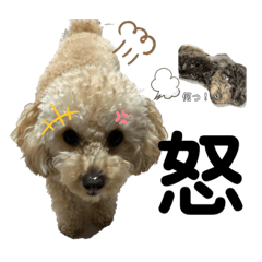 仁と礼　トイプードル兄弟３２