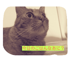 cat(^^)