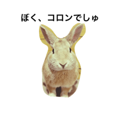 Rabbit.(coron)