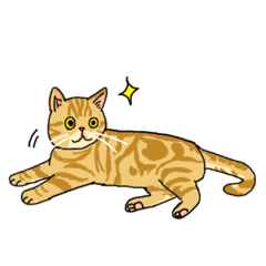 various kinds of cats.