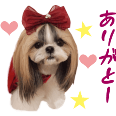 Real DOG Shih Tzu -Azuki & Yomogi-