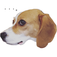 beagle beagle