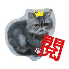 快樂小貓－阿寶