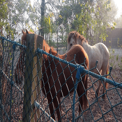 Visit the horse's home