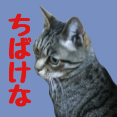 Cat's HARUAKI(Okayama dialect)