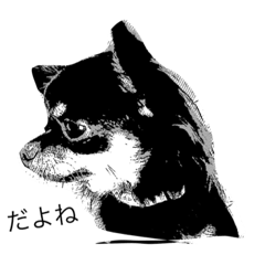 Chihuahua dog 201507