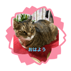 cocoa_20210314000349