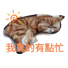 快樂小貓－Summer