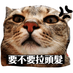 要不要拉你頭髮