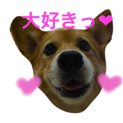 corgi@love