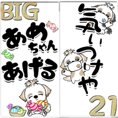 【Big】シーズー犬21『関西弁』