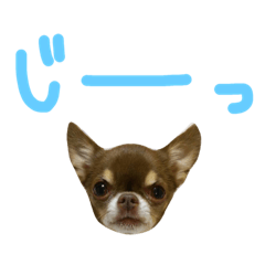 チョコタンスムースチワワのチョビとチャイ Line スタンプ Line Store チョコタンスムースチワワのチョビとチャイ Line スタンプ Line Store