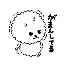 toy poodle(everyday)white