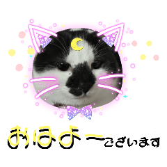 Nyanko Stanpu 3